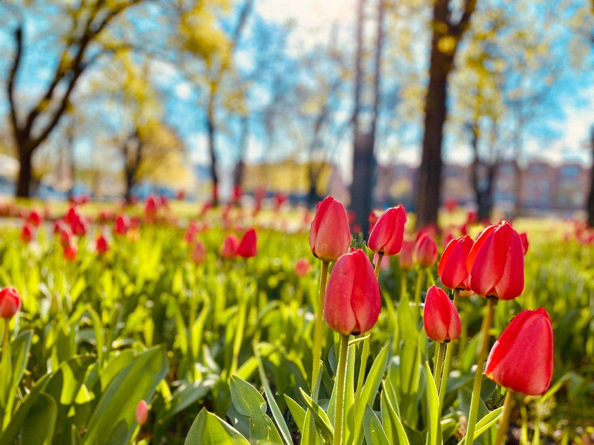 Schoene Aussichten Mitten In Berlin - Il Sole Zewnętrze zdjęcie