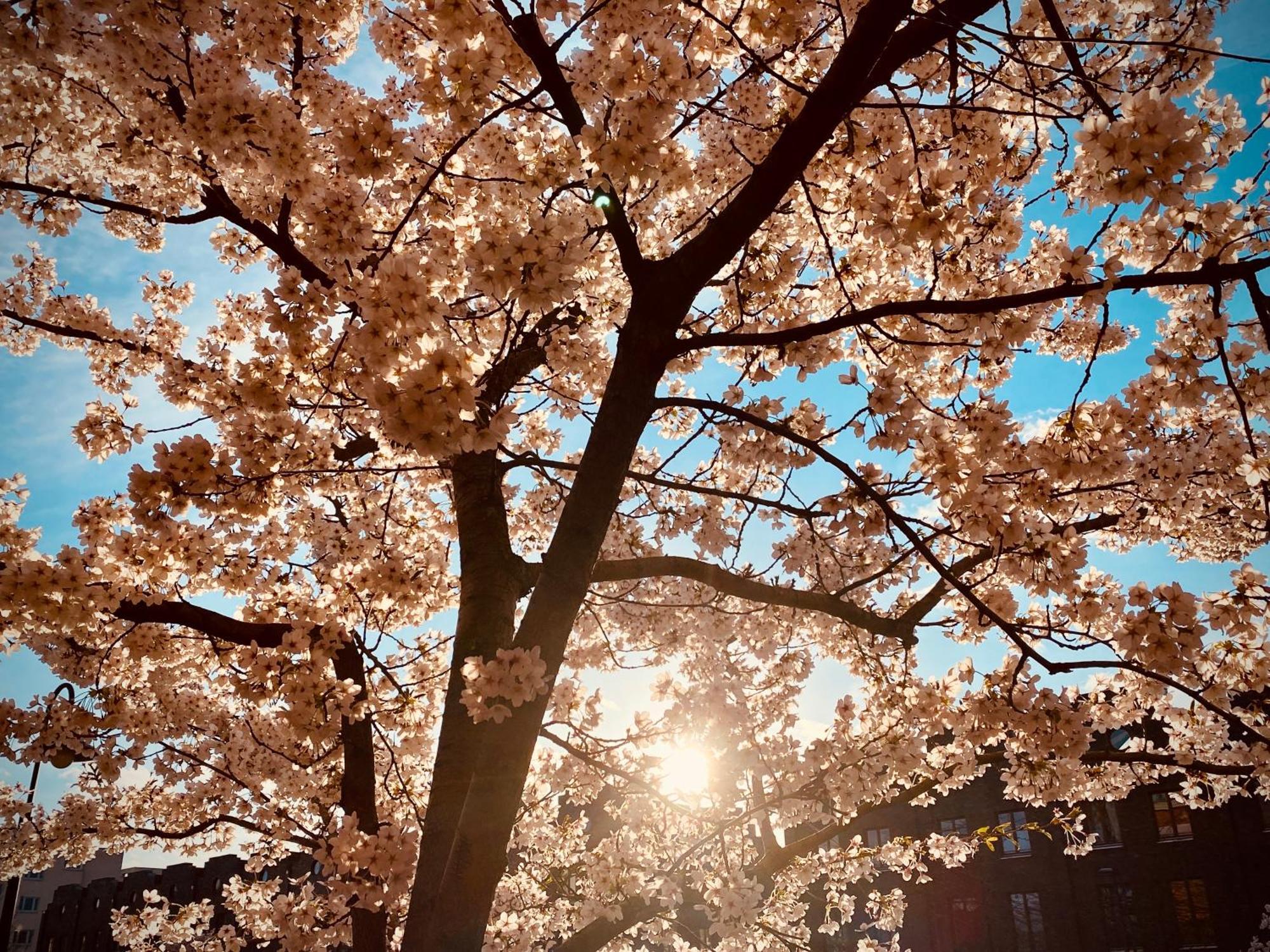 Schoene Aussichten Mitten In Berlin - Il Sole Zewnętrze zdjęcie